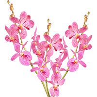 Orchids Pink Jubkuan 20 Stems (OC) For Delivery to Petoskey, Michigan