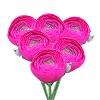 Ranunculus Dpink 30Cm 10 Bunches (QB) For Delivery to Gulfport, Mississippi