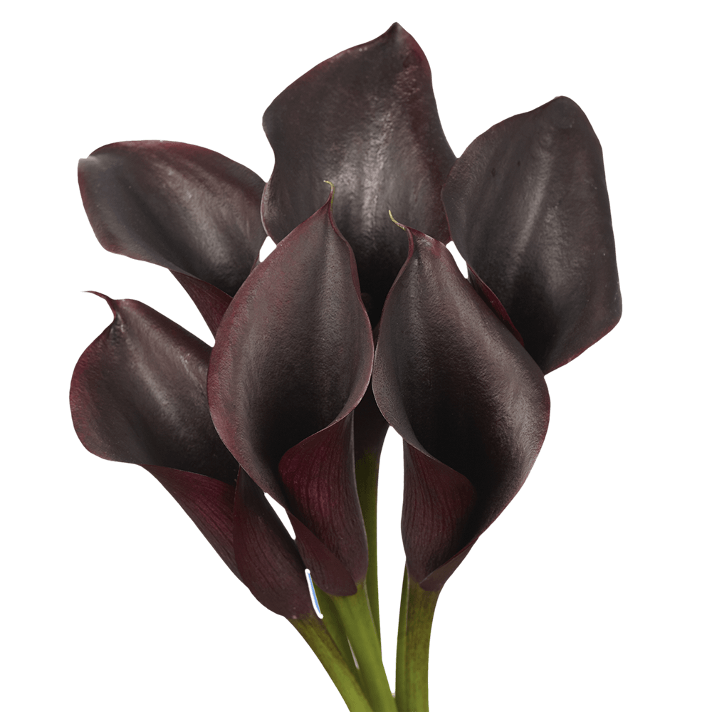 Dark Purple Calla Lilies Fresh Flower Delivery