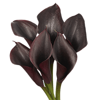 Qty of Dark Purple MiniCalla Lilies For Delivery to Shelton, Connecticut