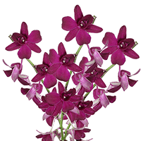 Qty of New Wasana Dendrobium Orchids For Delivery to Bartlesville, Oklahoma