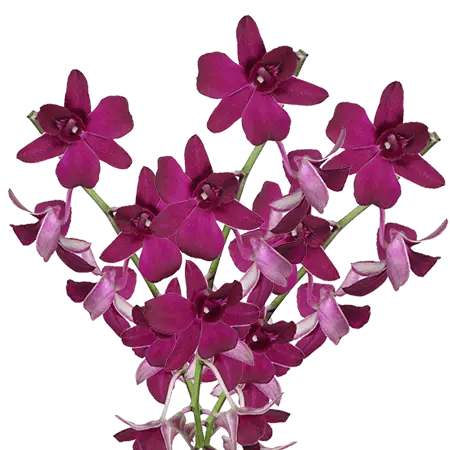 Purple-New-Wasana