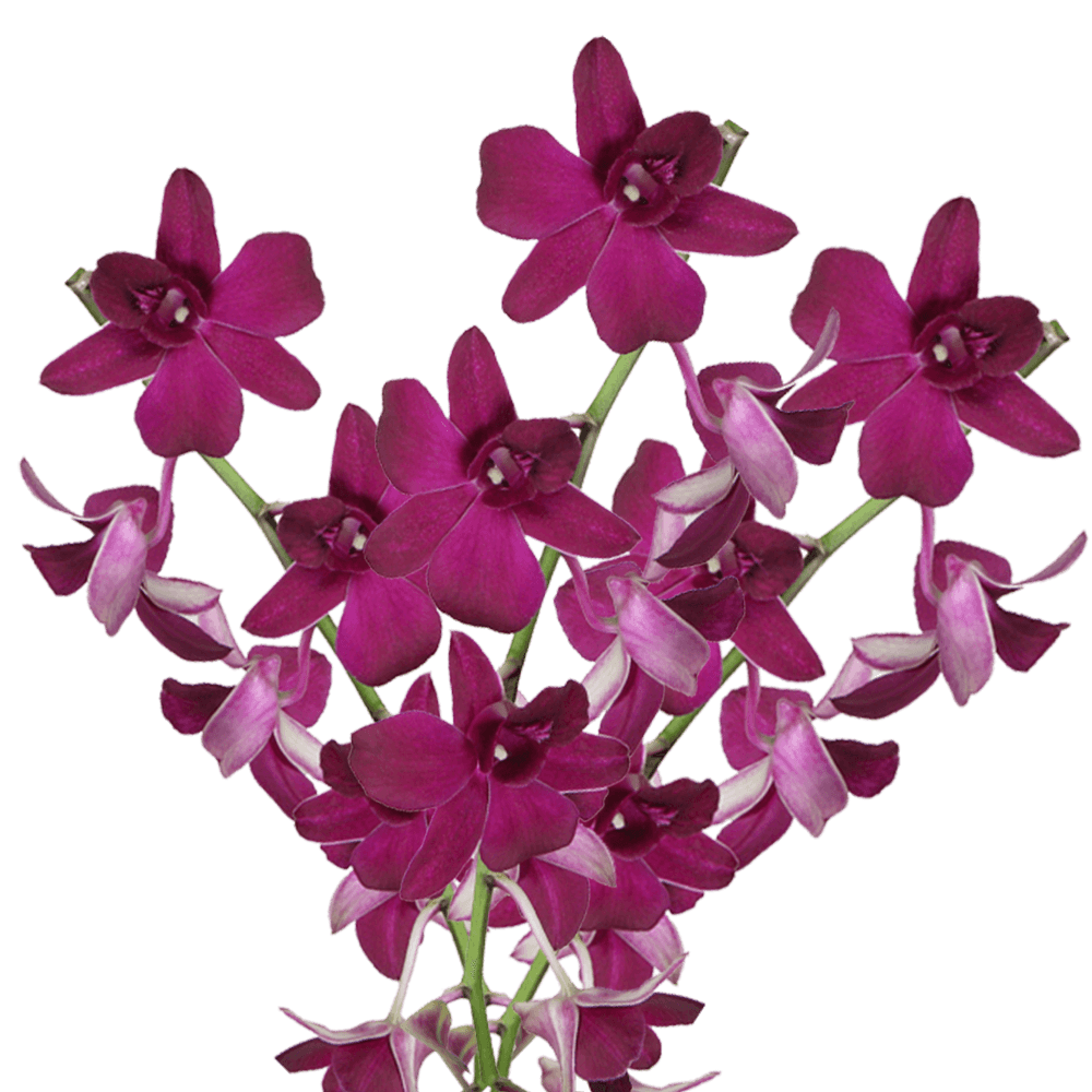 Dark Purple Orchids for Orchid Floral Arrangements