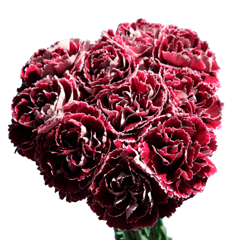 Dark Red and White Carnations Shipped Overnight Free