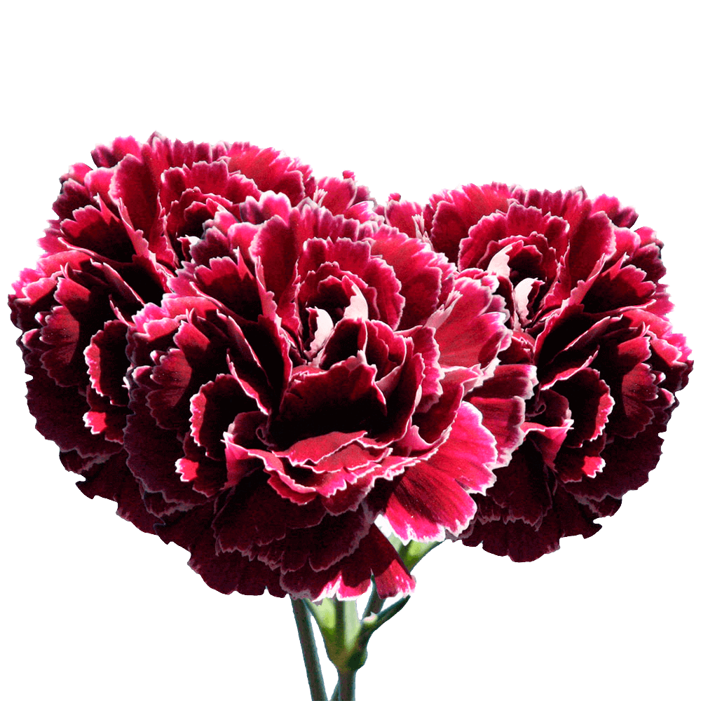 Dark Red Carnations with White Outer Petals Overnight Delivery