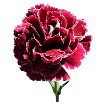 Qty of Minerva Carnations For Delivery to Avon_Lake, Ohio
