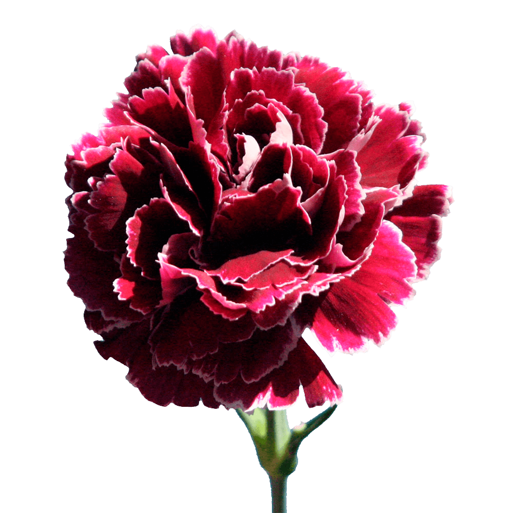 Qty of Minerva Carnations For Delivery to Claremore, Oklahoma
