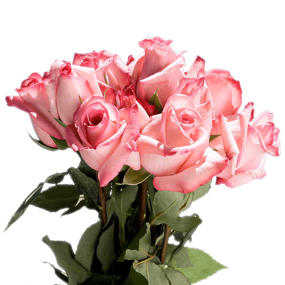 Deliver Creamy Pink Roses with Red Tips