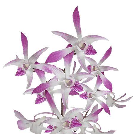 Cream-and-Dark-Pink-Caesar