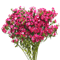 (OC) Dianthus Sweet William 6 Bunches For Delivery to Hamilton, Ohio