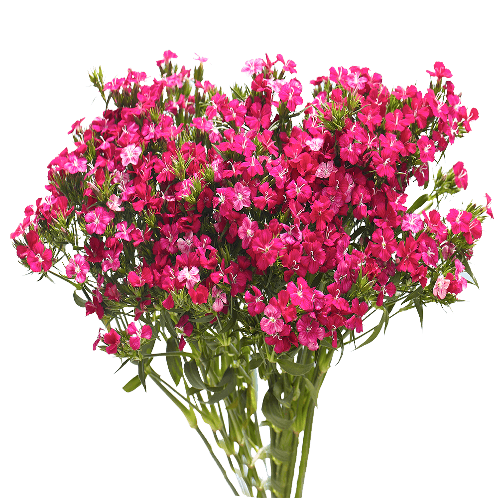Dianthus Flowers Online Special