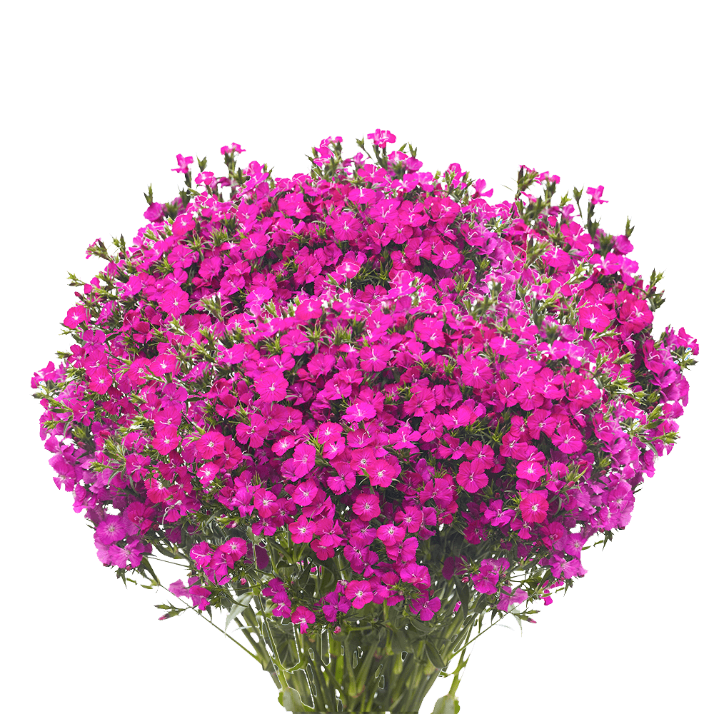 Dianthus Purple Blooms Wholesale to the Public