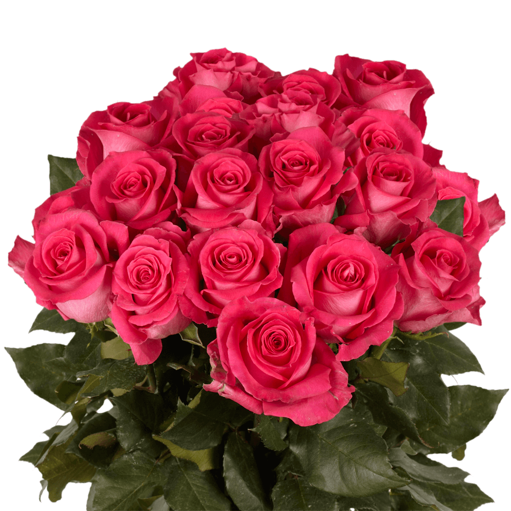 Discount Bright Pink Roses