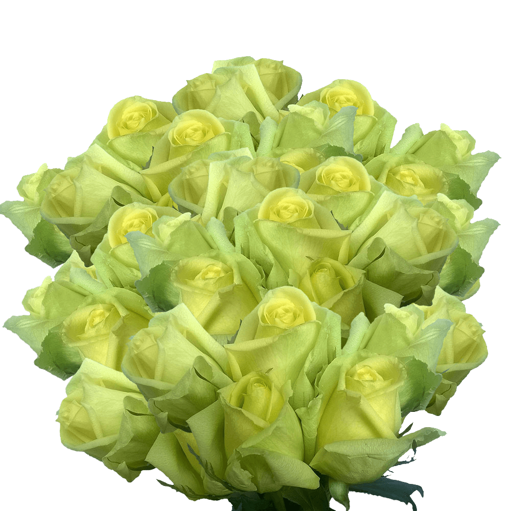 Discount Light Green Roses Long Stems Where to Buy Green Roses