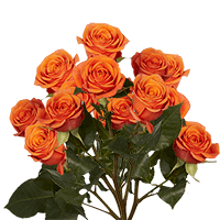 (HB) Spray Roses Sht Orange 20 Bunches For Delivery to Alaska