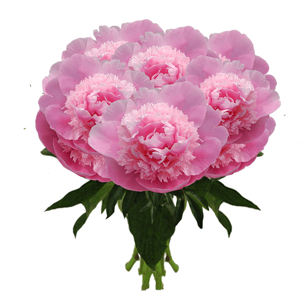 Discount Pink Peonies Wholesale to the Public