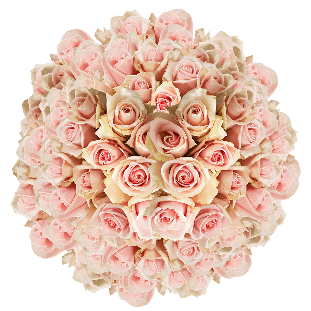 Discounted Light Pink Champagne Roses