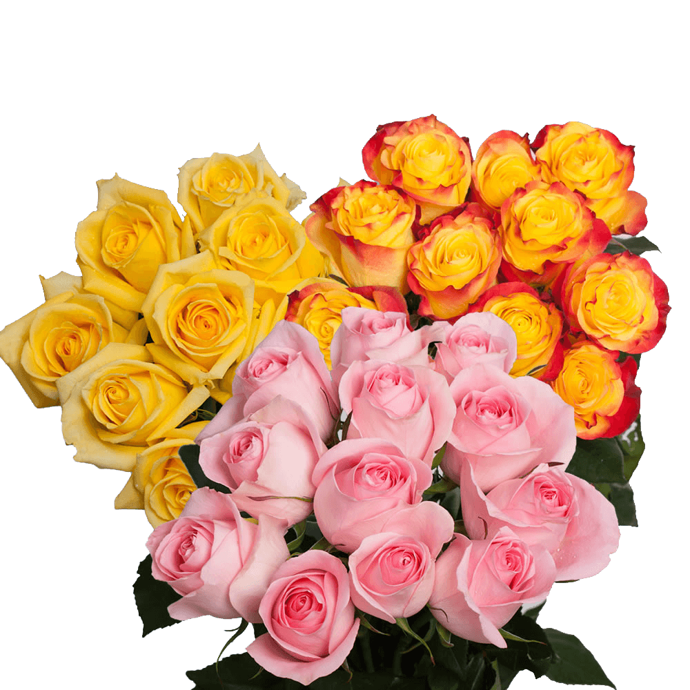 Discounted Your Choice of Dozen Color Roses