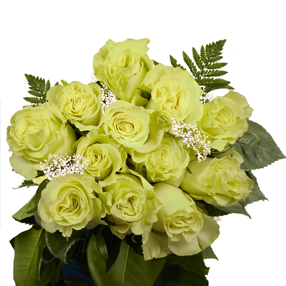 Dozen Green Roses Free Valentine's Day Delivery