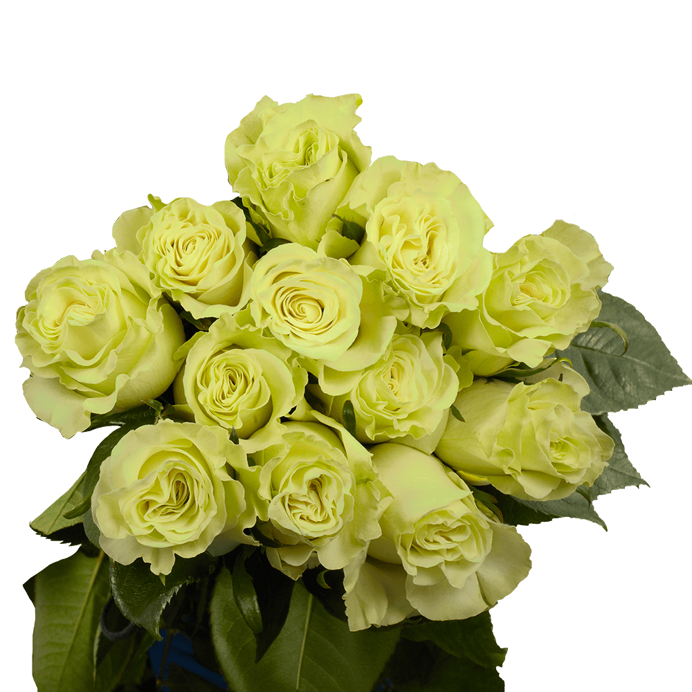 Dozen Green Valentine's Day Roses Free Delivery