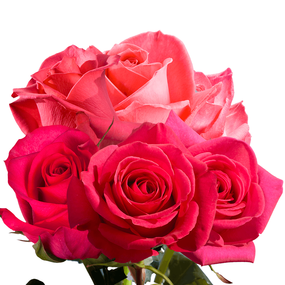 GlobalRose 5000 Fresh Pink Rose Petals - Real Petals with Fast Delivery -  Perfect for Valentine´s Day