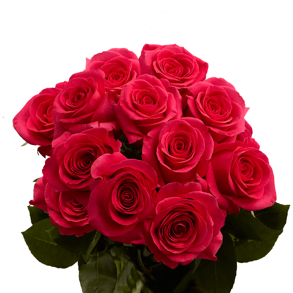 Dozen Hot Pink Roses Free Valentine's Day Delivery