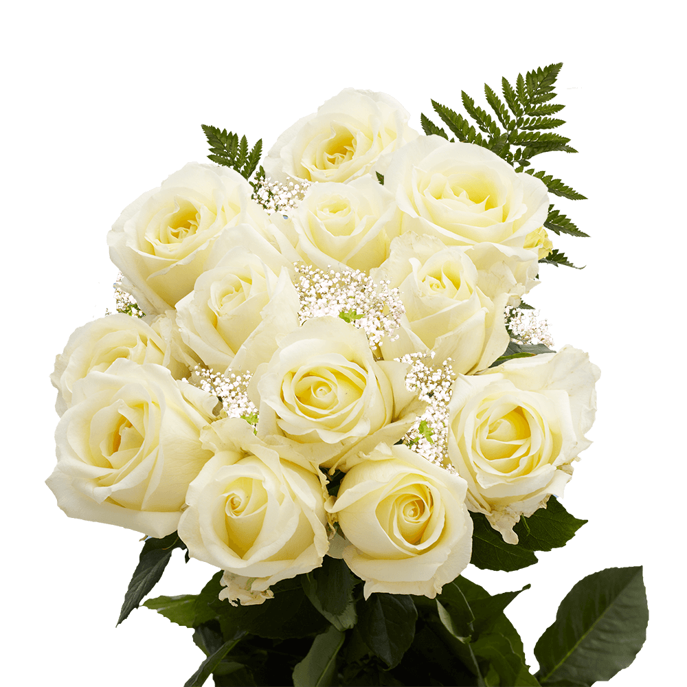 Dozen Ivory Roses Free Valentine's Day Delivery
