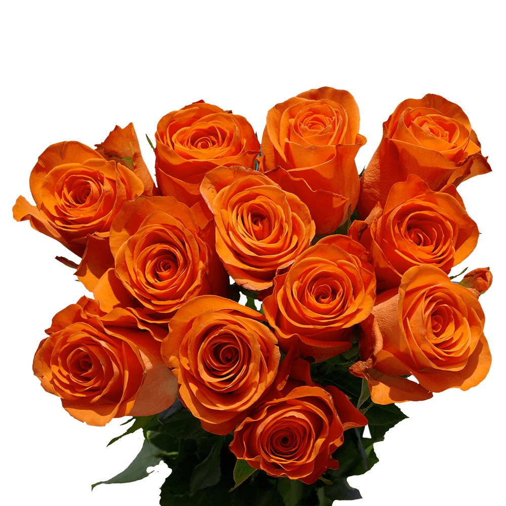 Dozen Orange Valentine's Day Roses Free Delivery