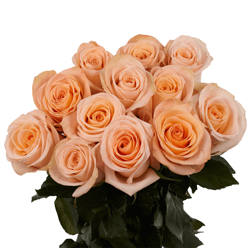 Dozen Peach Roses Free Valentine's Day Delivery