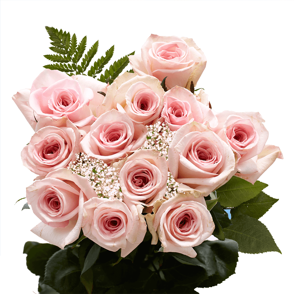 Dozen Pink Roses Free Delivery for Valentine's