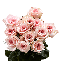 (OC) Dozen Long Pink Roses 1 Bunch For Delivery to Burbank, California