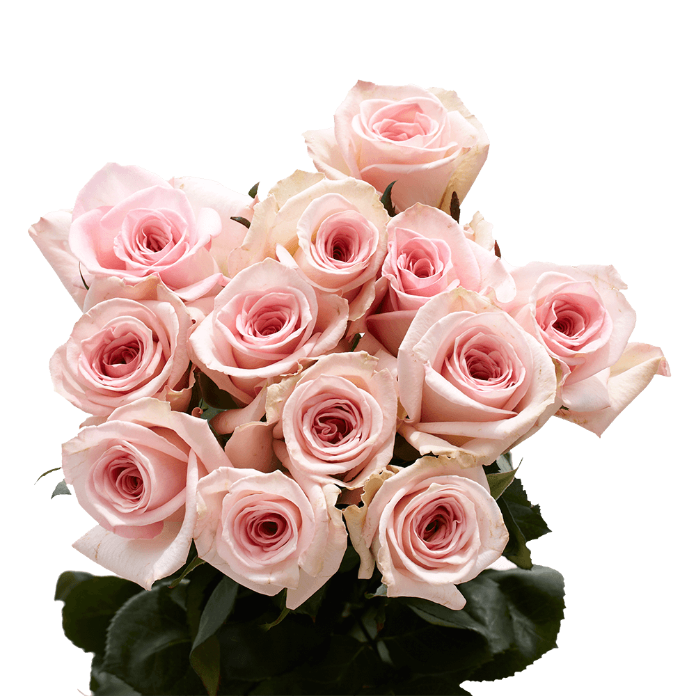 Dozen Pink Roses Free Valentine's Day Delivery