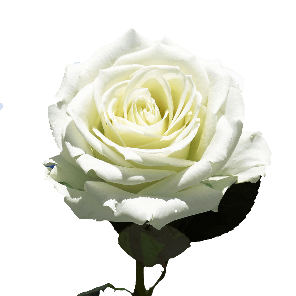 White Roses Paper Bouquet - Pico's Worldwide