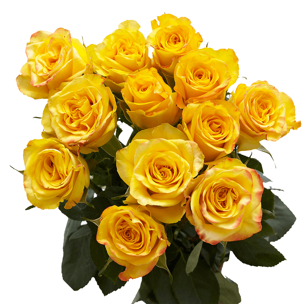 Dozen Yellow Roses Free Valentine's Day Delivery