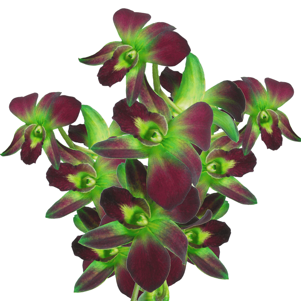 Orchids Green Sonnia Qty For Delivery to Houston, Texas
