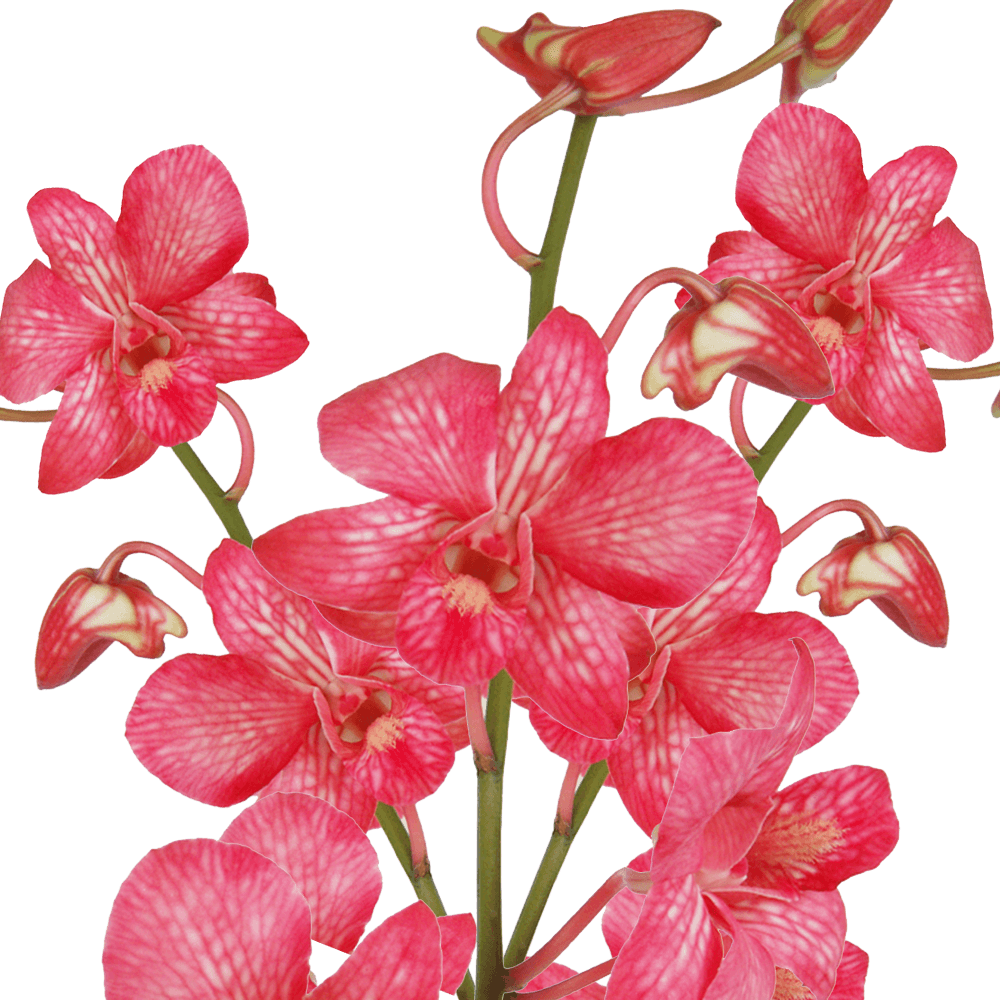Orchids Red Big White Qty For Delivery to Exton, Pennsylvania