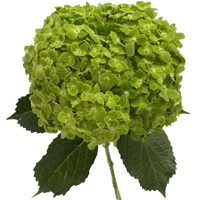 Qty of Green Emerald Hydrangeas For Delivery to Bronx, New_York