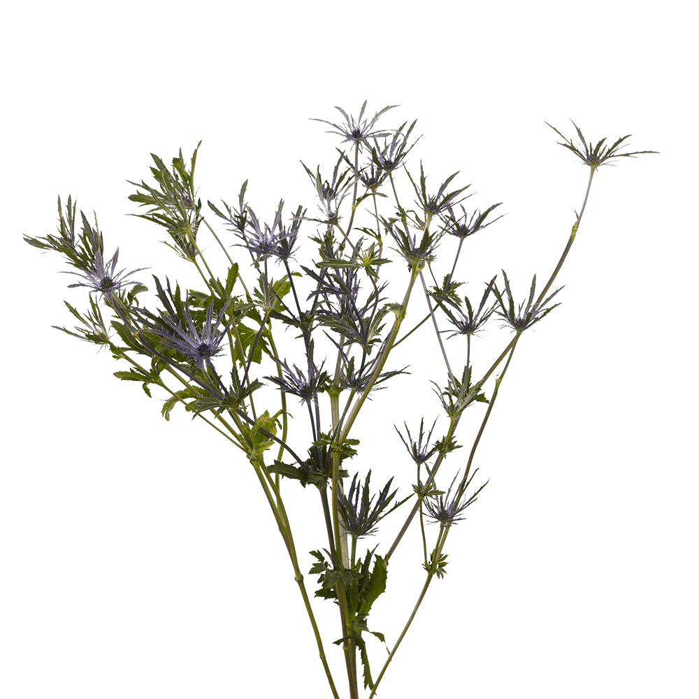 Qty of Eryngium Flowers For Delivery to Mason, Ohio