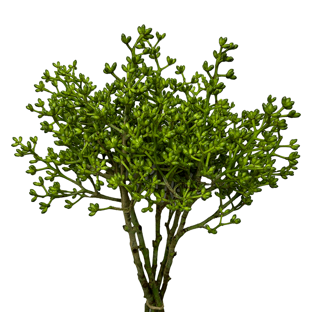 Eucalyptus Dollar Clusters Tropical Greenery Online Delivery  Bunch of 6 Stems