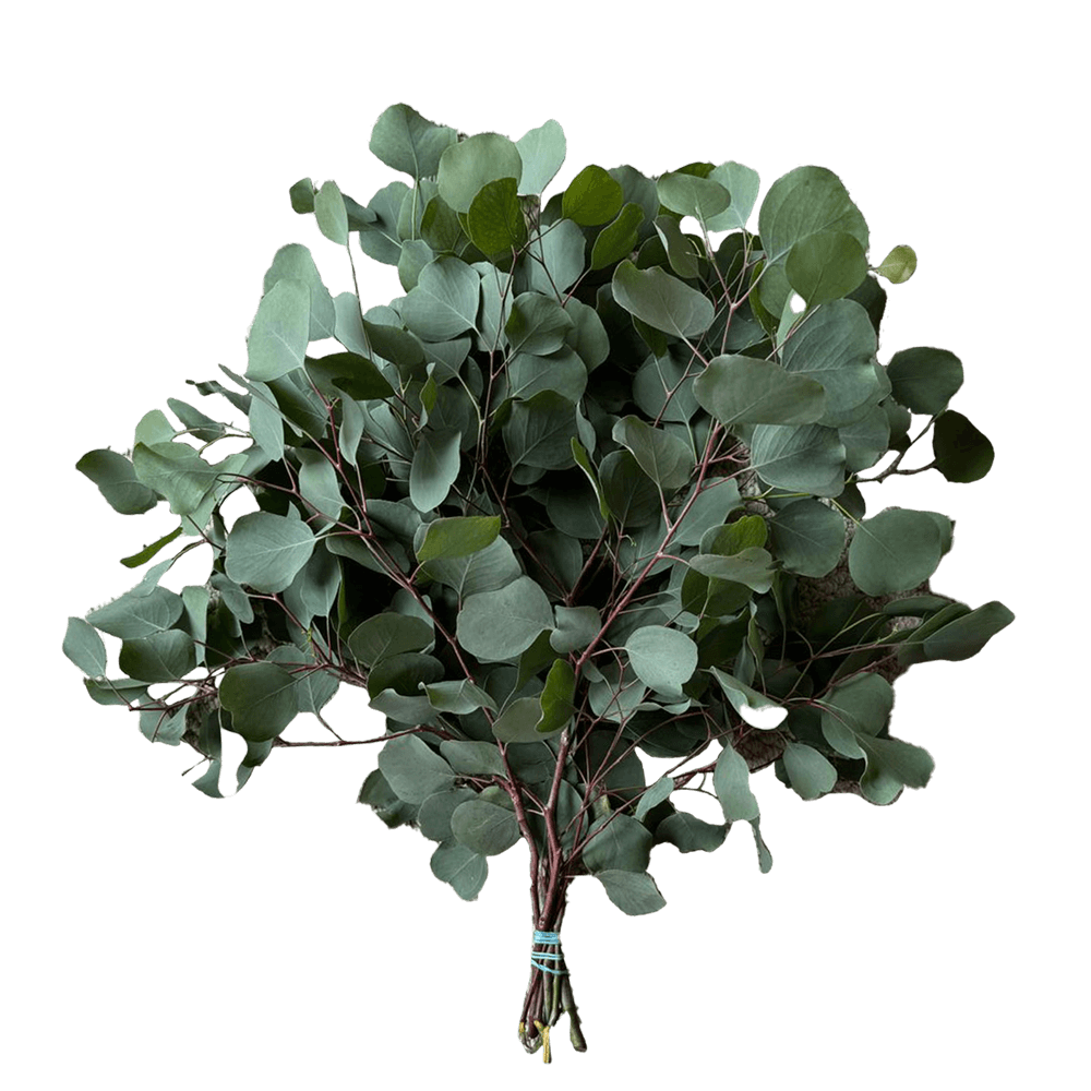 Eucalyptus Silver Dollar 100 Stems