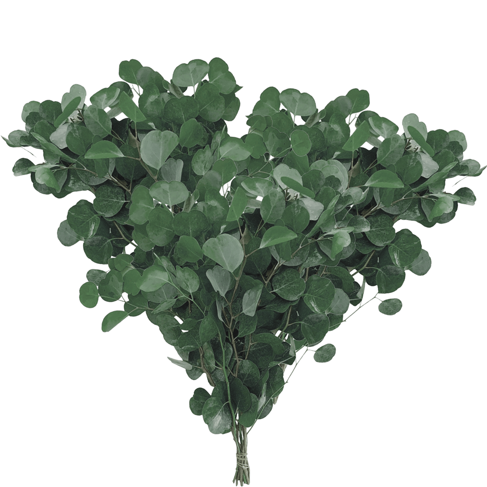 Eucalyptus Silver Dollar 150 Stems Wholesale Greenery Online Delivery