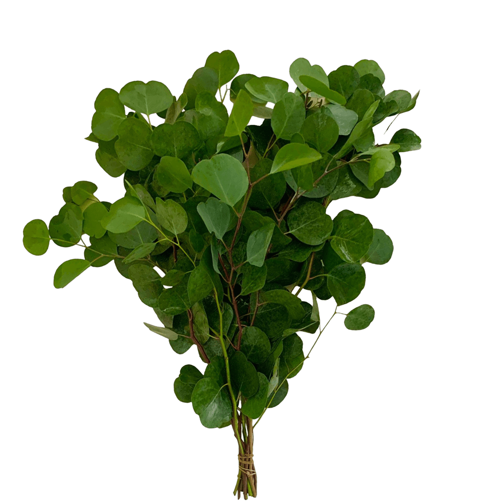 Eucalyptus Silver Dollar Wholesale Greenery - Choose Your Quantity