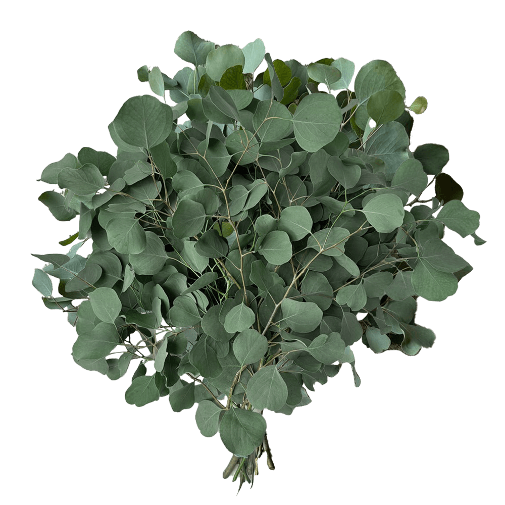 Eucalyptus Silver Dollar 70 Stems