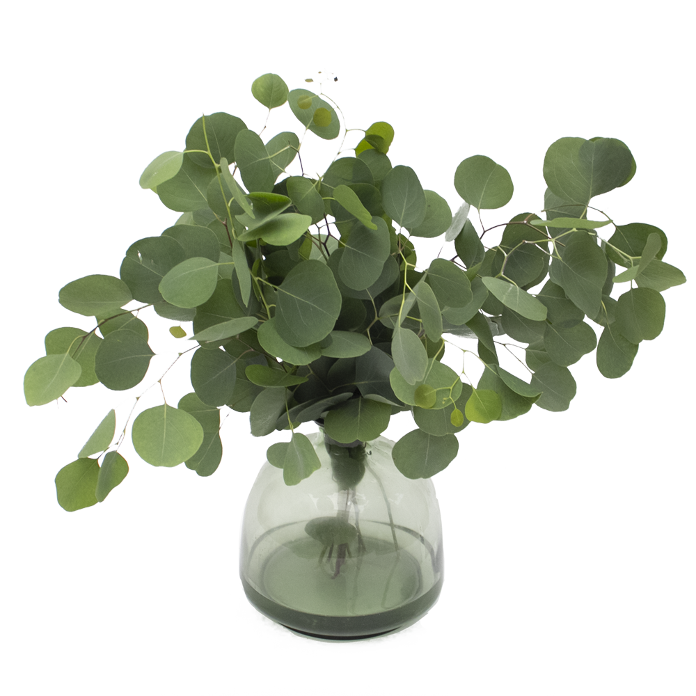 Eucalyptus Silver Dollar - Greenery for Wedding Bouquets