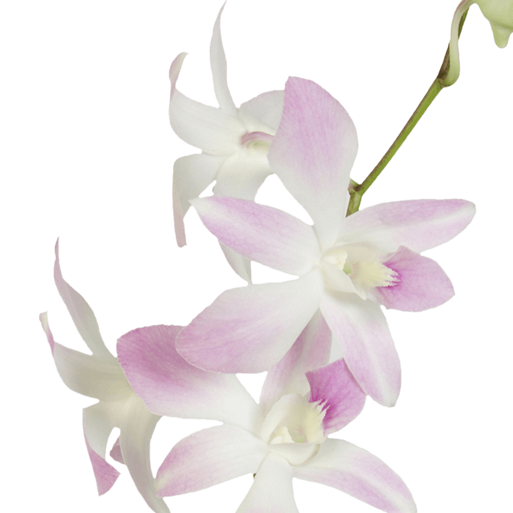 Exotic Orchids for Sale White Pink Dendrobium Orchids