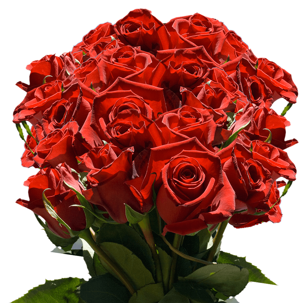 Extra Long Stem Red Roses Flowers