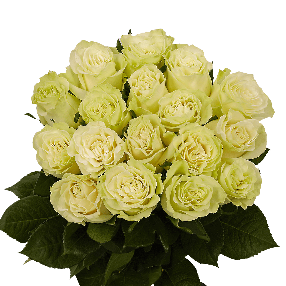 Rose Sht Green (OC) [Include Flower Food] (OM) For Delivery to Parsippany, New_Jersey