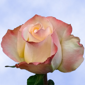 (OC-HB) Qty of High and Sunshine Roses