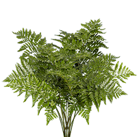 Qty of Leatherleaf Ferns For Delivery to Norman, Oklahoma