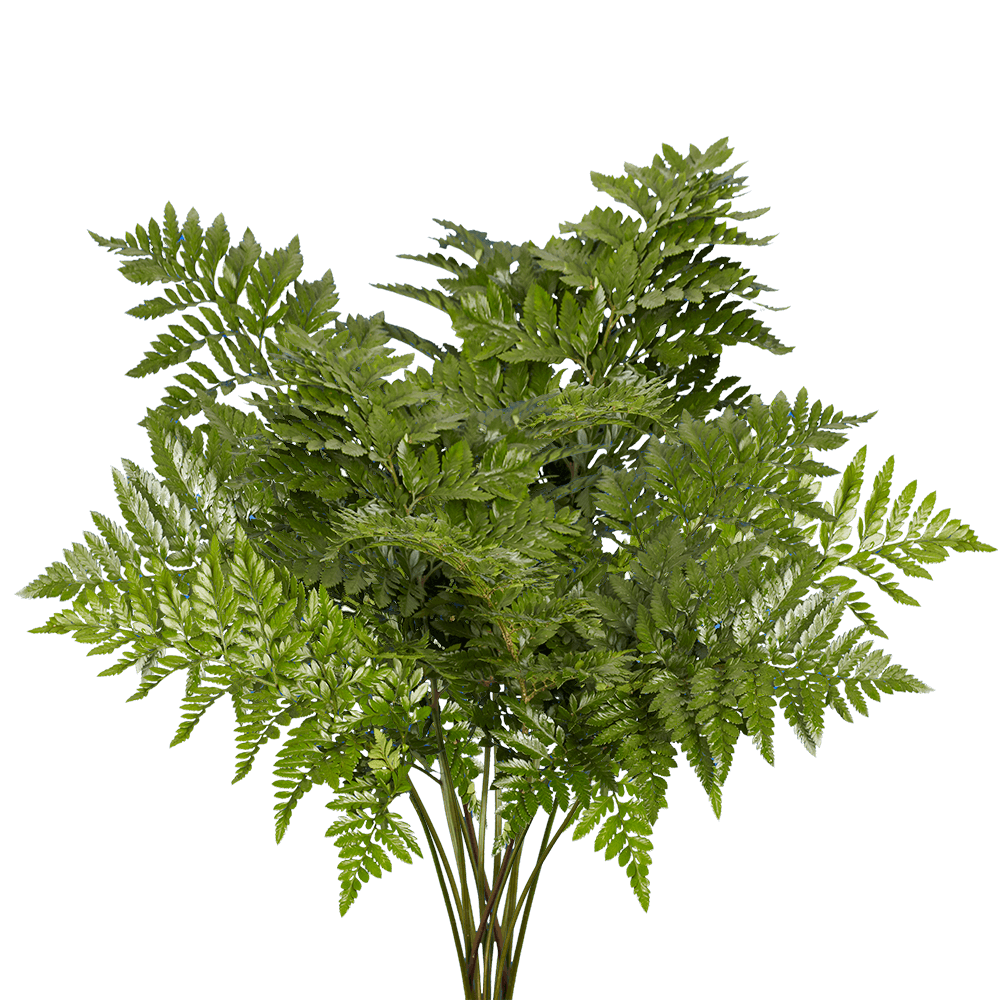 Qty of Leatherleaf Ferns For Delivery to Herndon, Virginia